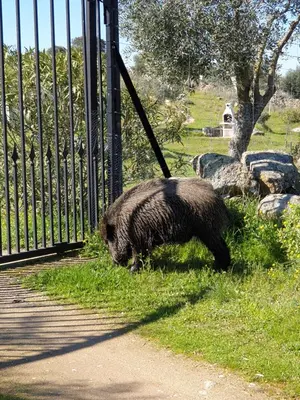 Animales en la posada u hostería o alrededores