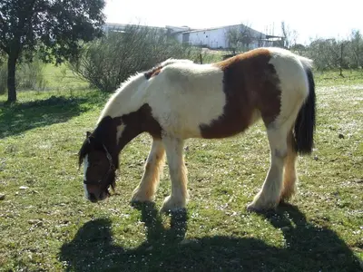 Animales en the country house o alrededores